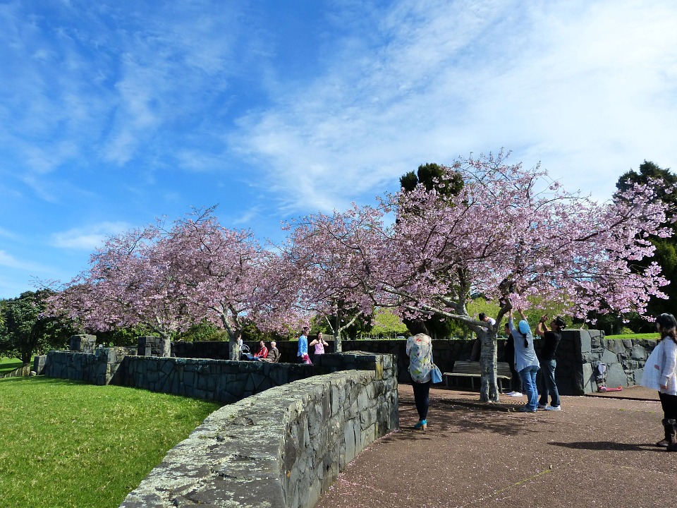 Cherry blossoms in a park in Japan 