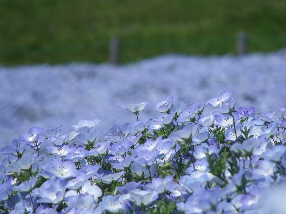 Nemophila flowers at the Hitachi Seaside Park
