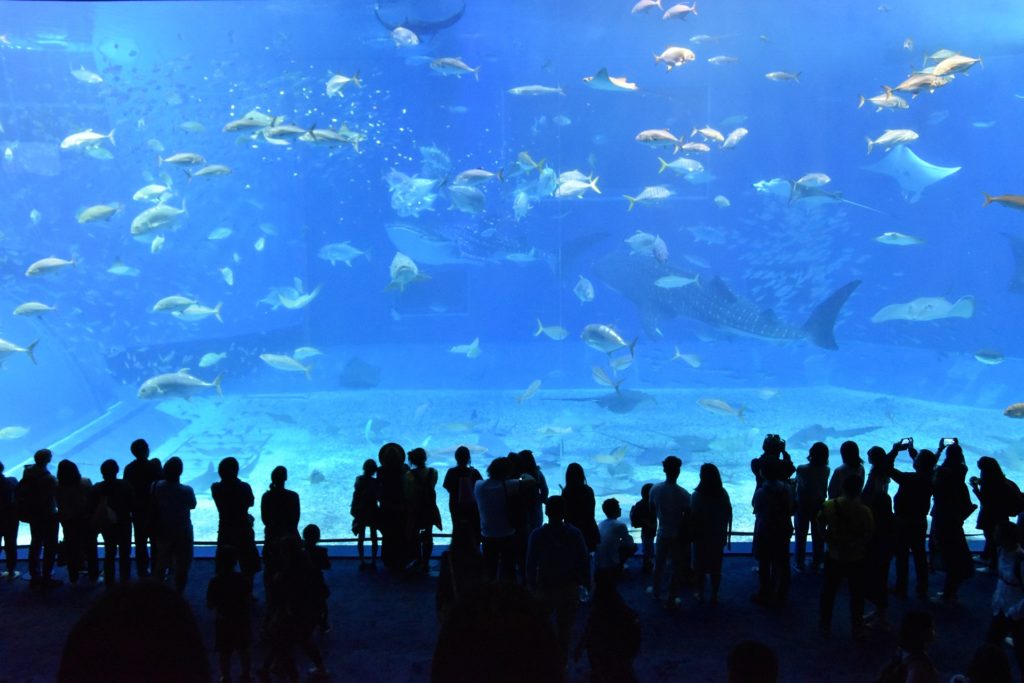 Churaumi Aquarium