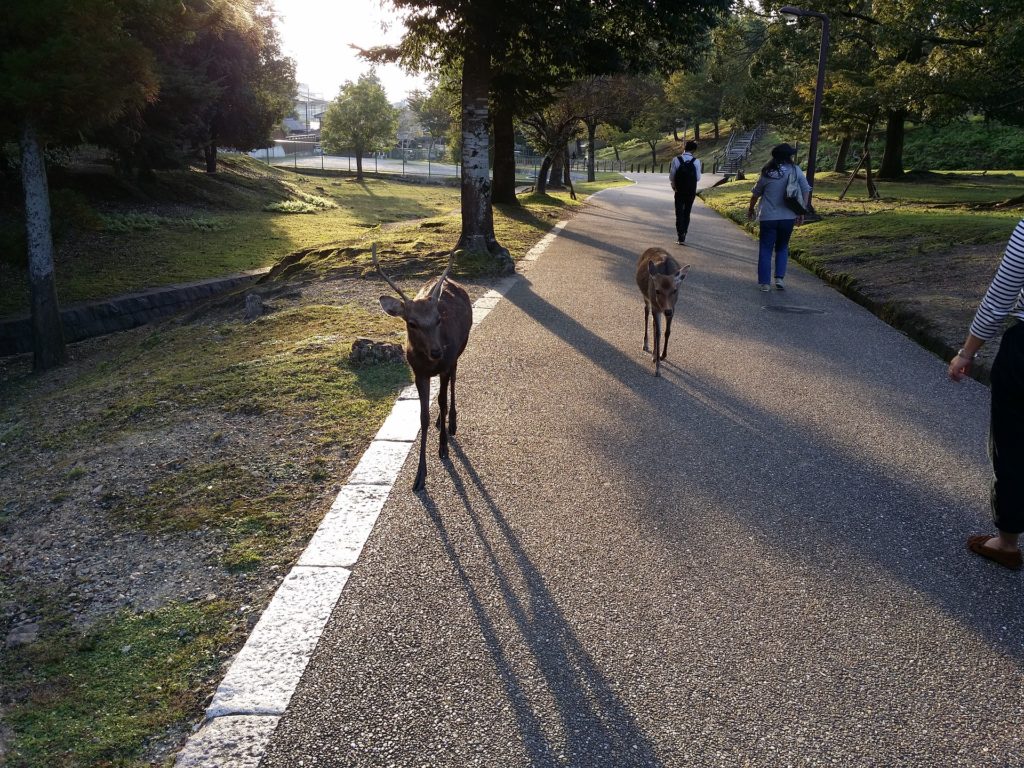 Nara Park