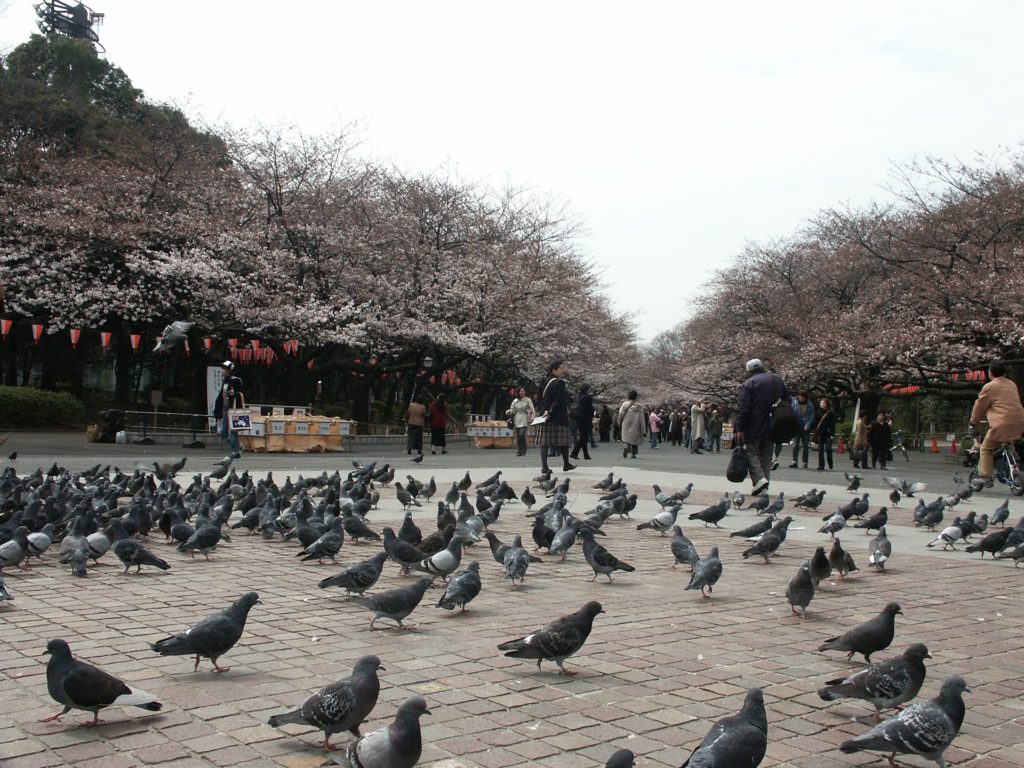 Ueno Park, Japan