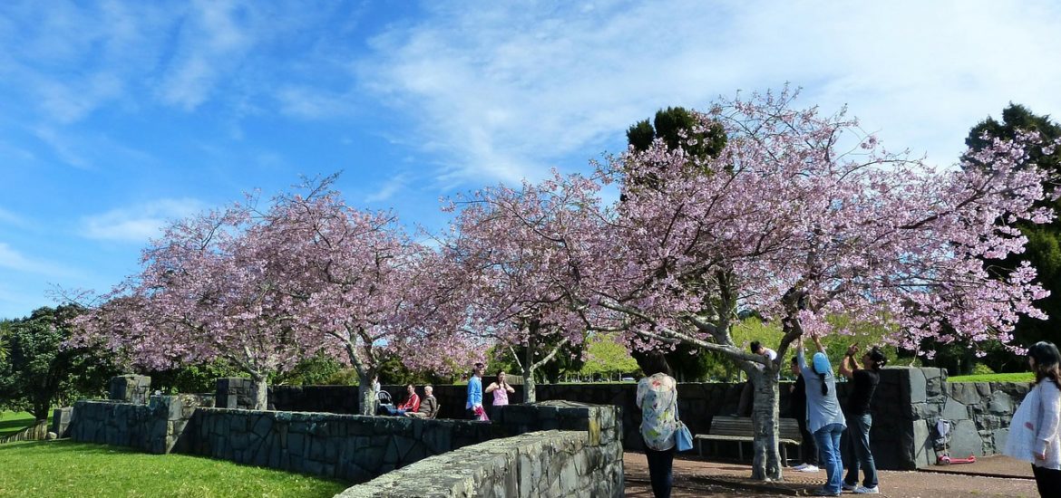 Cherry Blossom Japan