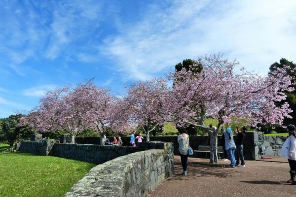 Cherry Blossom Japan