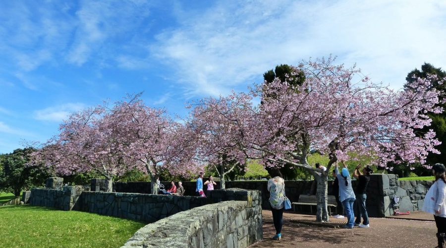 Cherry Blossom Japan