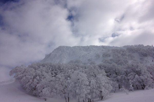 Zao ice trees