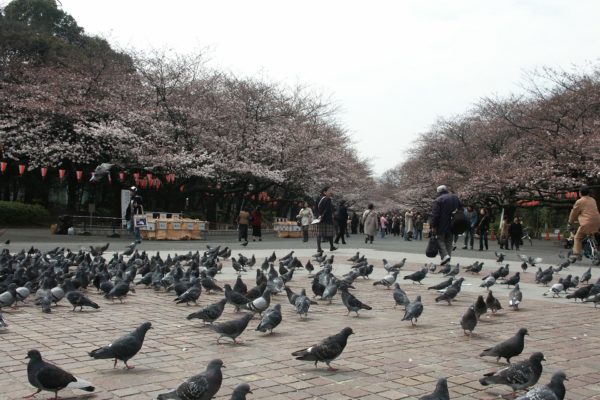 Ueno Park, Japan